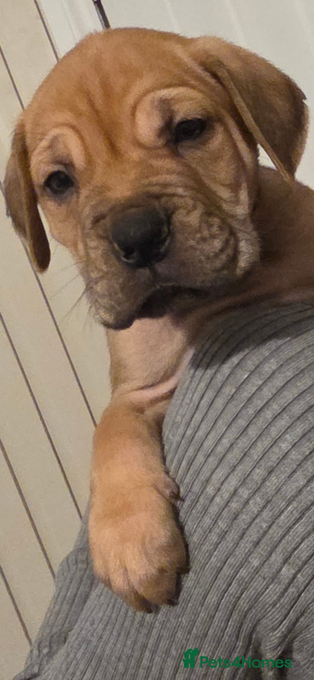 Mixed Breed dogs for sale: Adorable Bull Bordeaux Puppies  - Advert 12