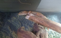 Leopard Gecko reptiles for sale: Female Leopard Gecko - Image 3