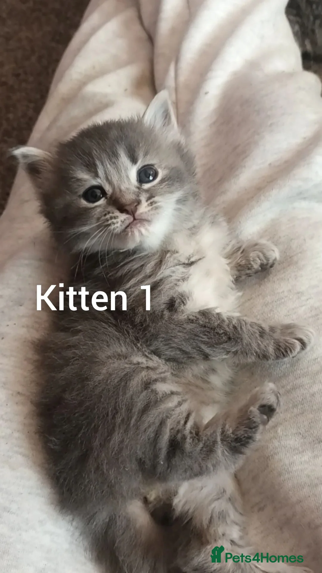 Mixed Breed cats for sale: Beautiful Babies - Advert 1