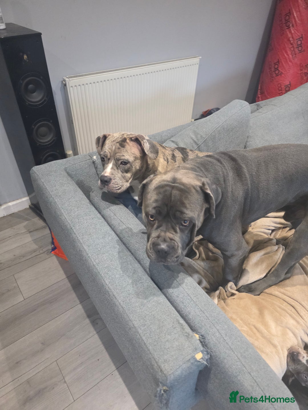 Cane Corso dogs for sale: Cane corso cross  - Advert 13