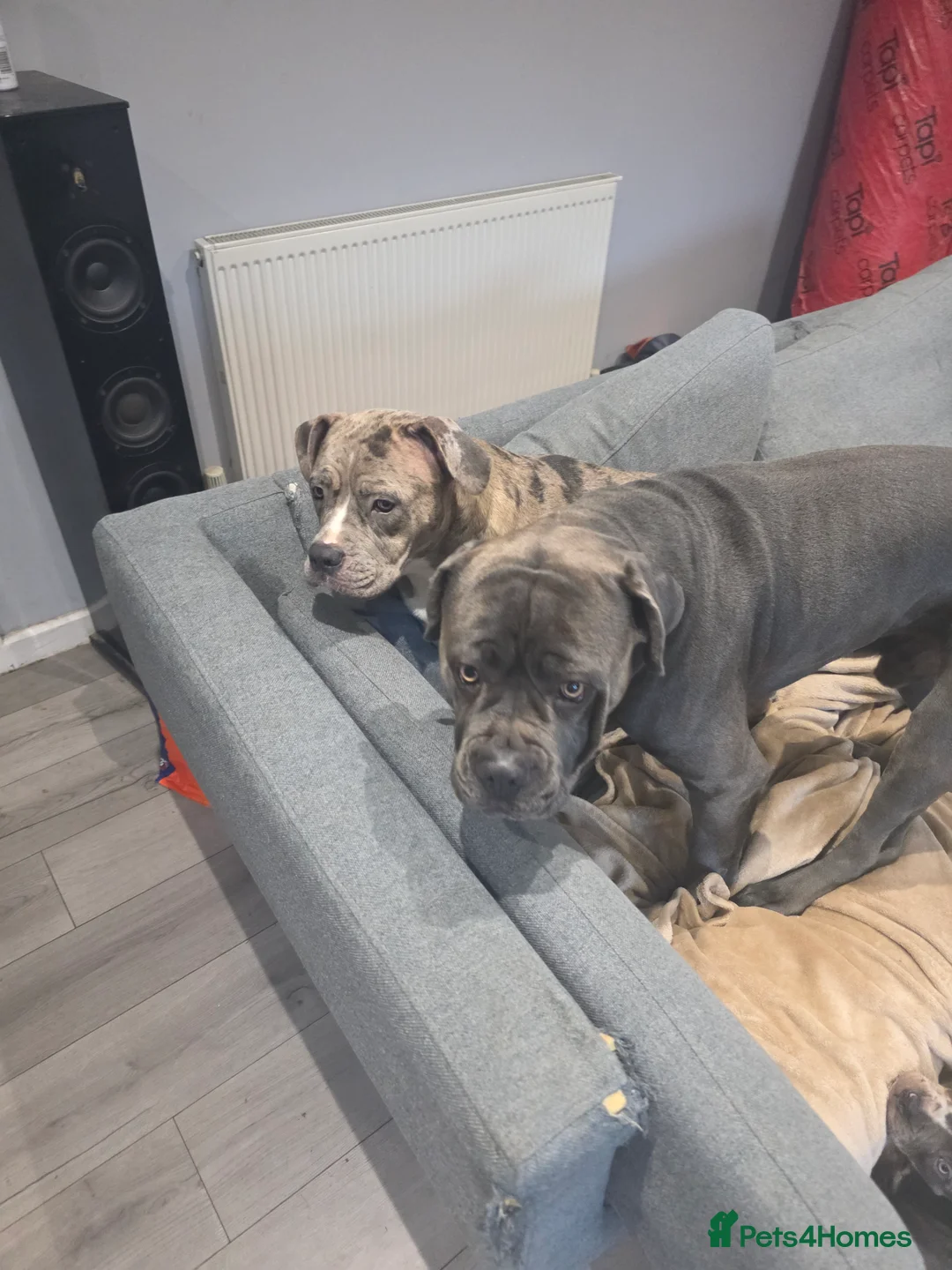Cane Corso dogs for sale: Cane corso cross  - Advert 13