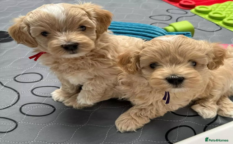 Maltipoo dogs - Advert 9