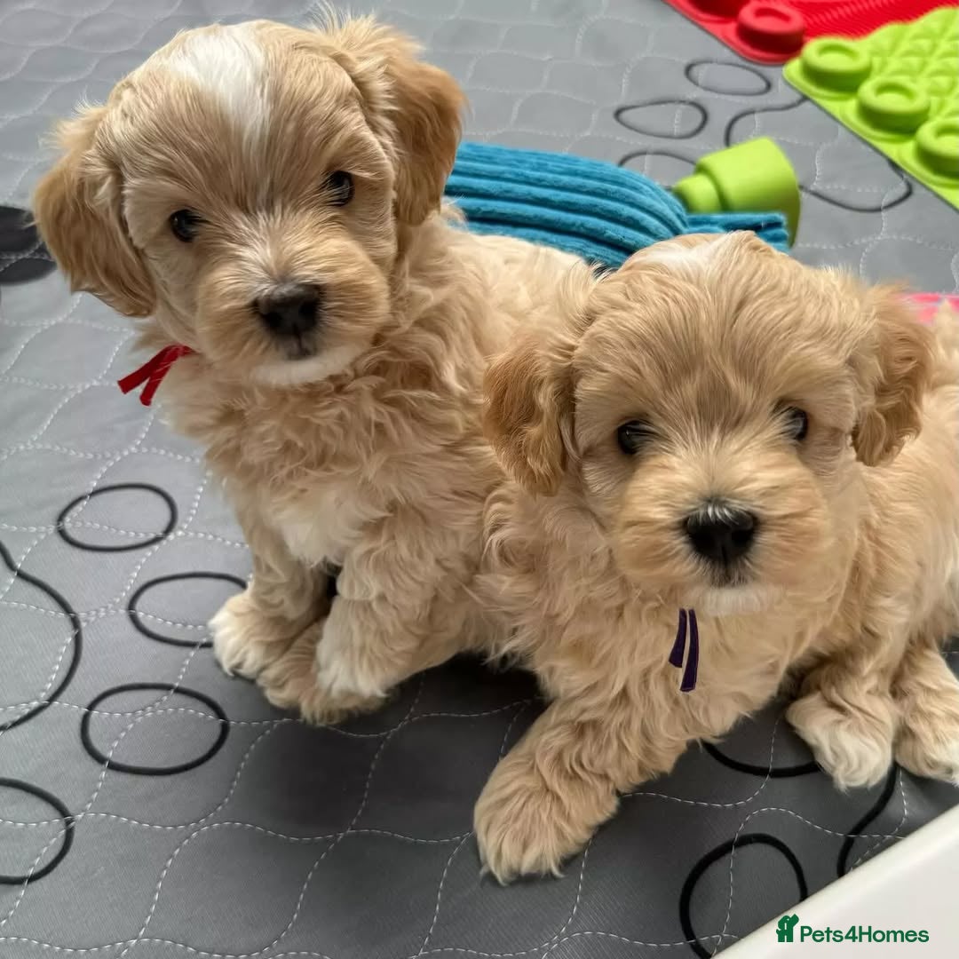 Maltipoo dogs for sale: Beautiful Maltipoo puppies for sale  - Image 1