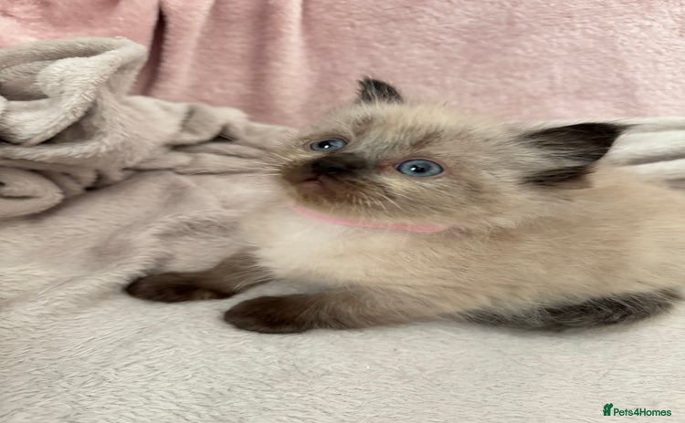 Ragdoll cats - Advert 14