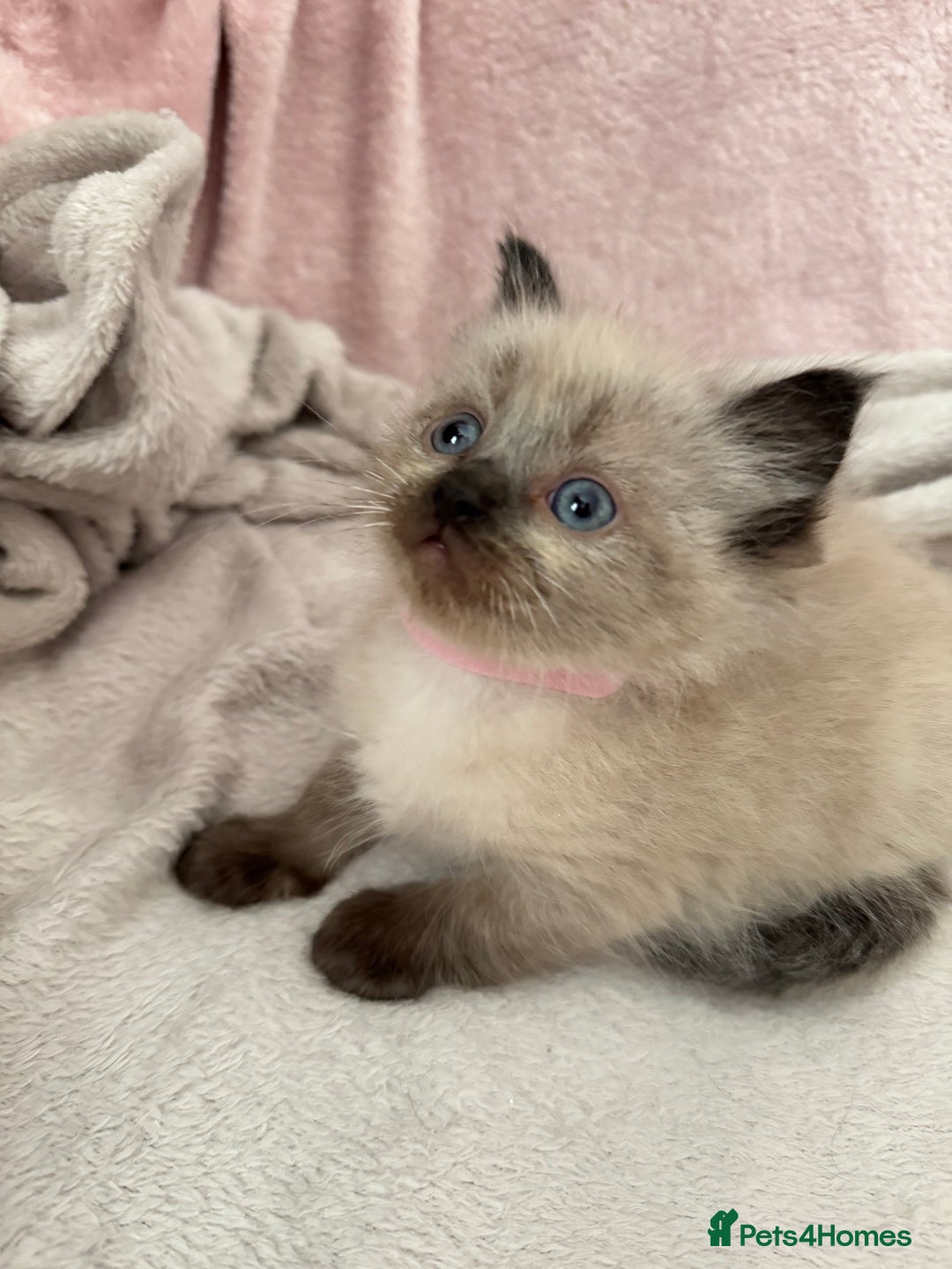 Ragdoll cats for sale: Seal point ragdoll kittens 3 boys and 2 girls  - Image 1