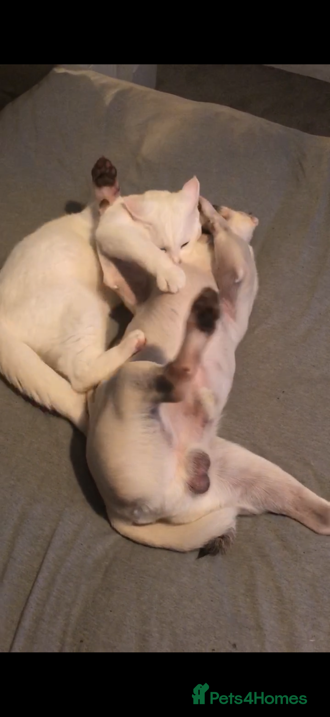 Mixed Breed dogs for sale: Rehoming - Chow Chow & two Pugs  - Advert 17