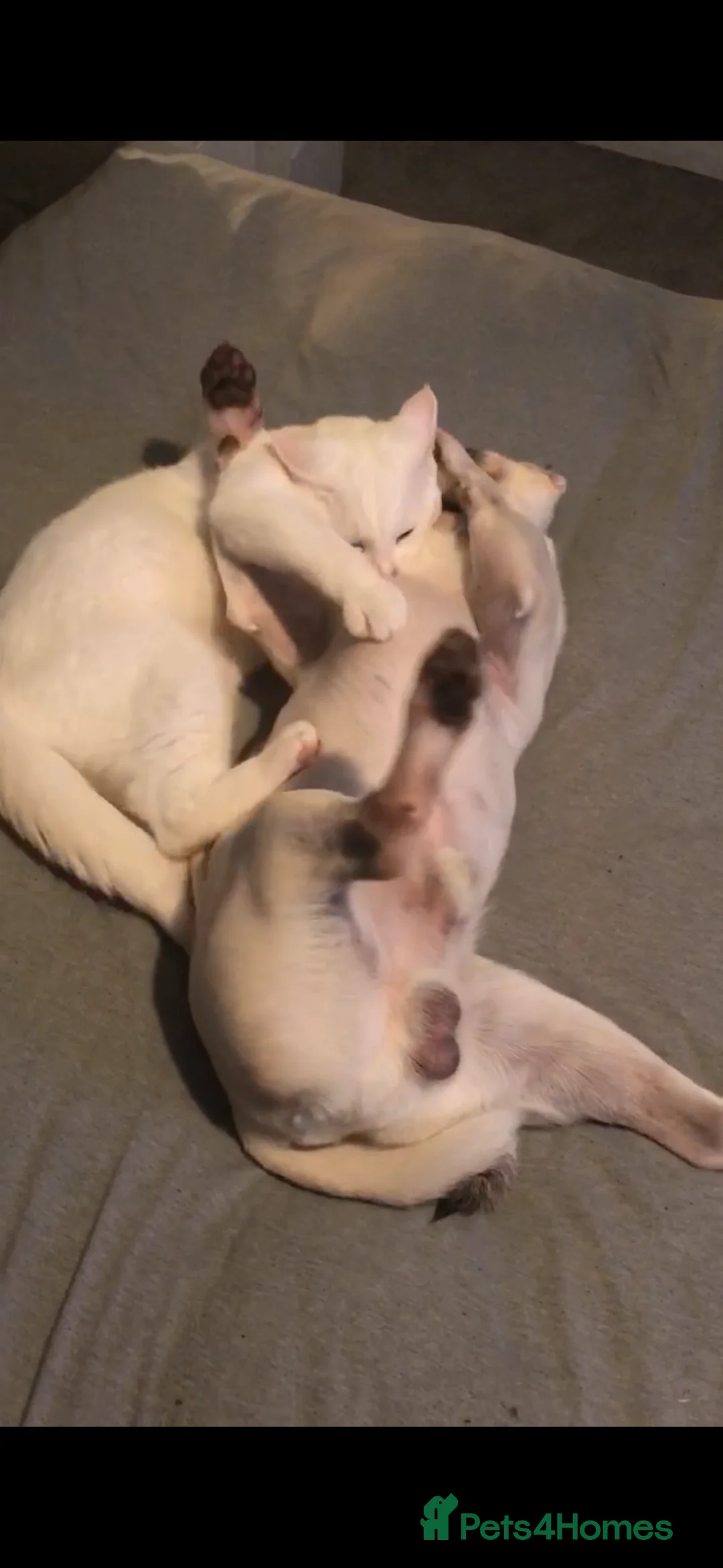 Mixed Breed dogs for sale: Rehoming - Chow Chow & two Pugs  - Advert 17