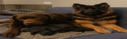Sheprador dogs for sale: Beautiful puppies  in Wisbech - Advert 1