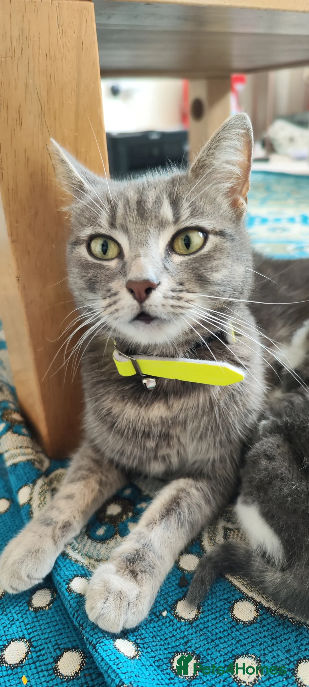 Mixed Breed cats for sale: 3 year old female looking her forever home. - Advert 1