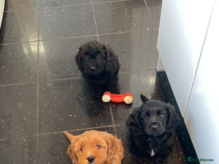Cavapoo dogs Stunning cavapoo pups - Advert 7