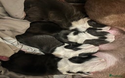 Boston Terrier dogs for sale: Outstanding Boston puppies  - Image 1