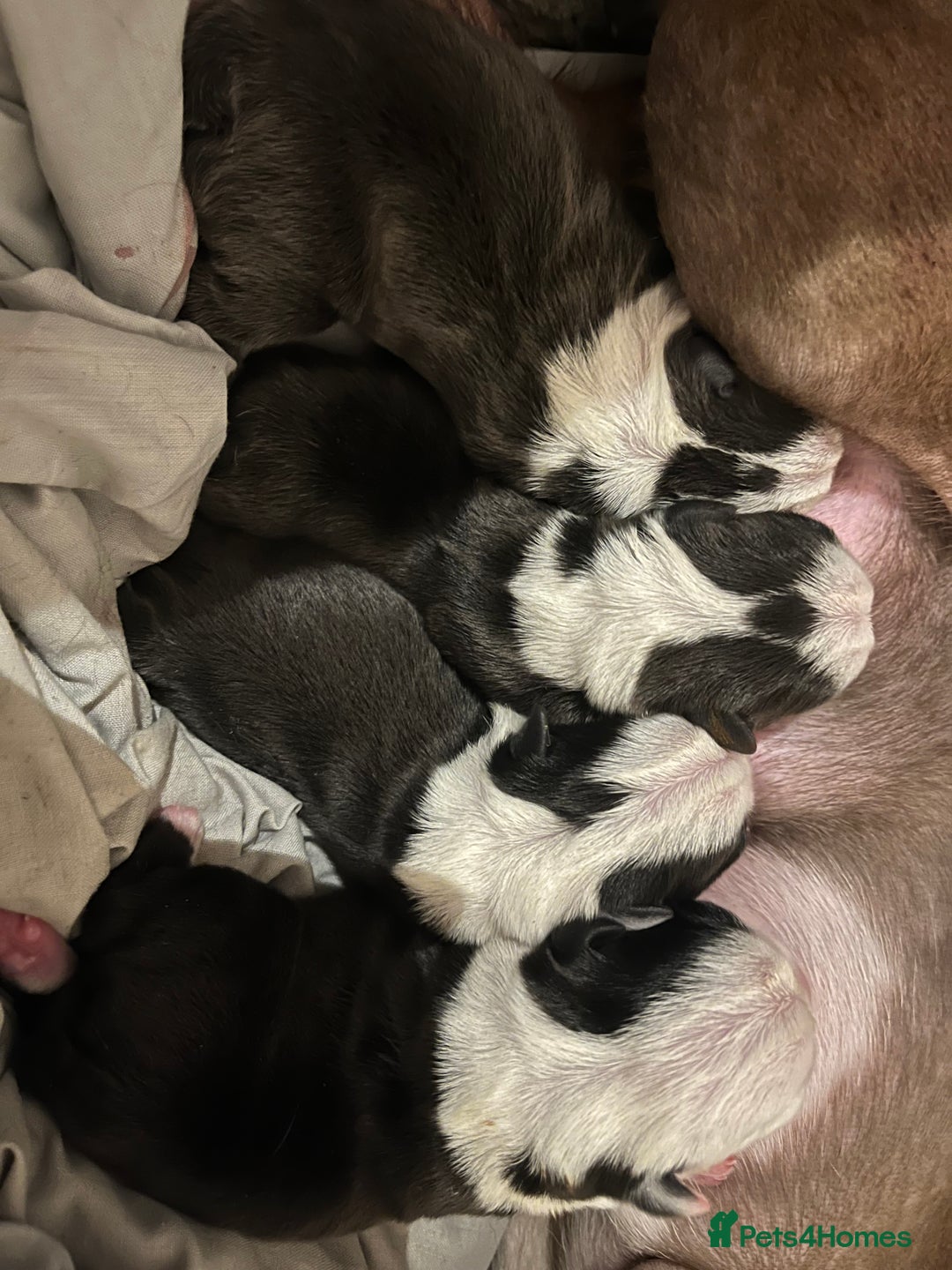 Boston Terrier dogs for sale: Outstanding Boston puppies  - Image 1