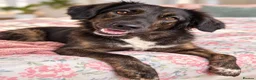 Mixed Breed dogs for sale: Meet Grace: beautiful 2yrs old BrindleCrossbreed - Advert 6