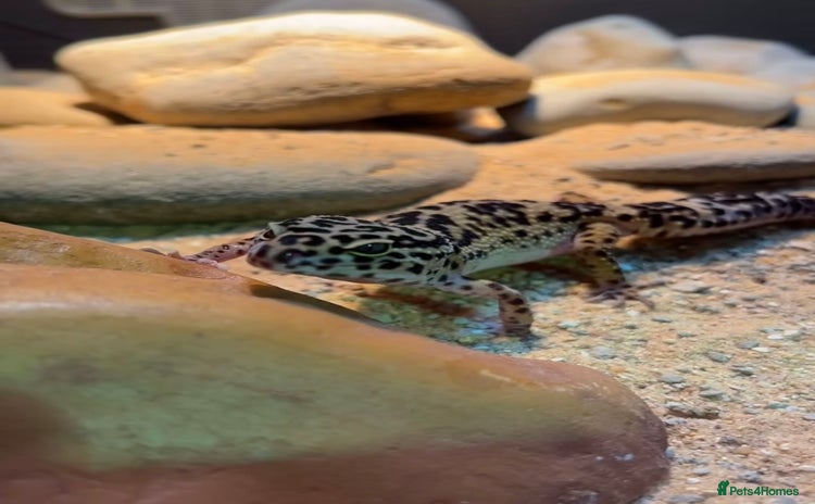 Leopard Gecko reptiles - Advert 10