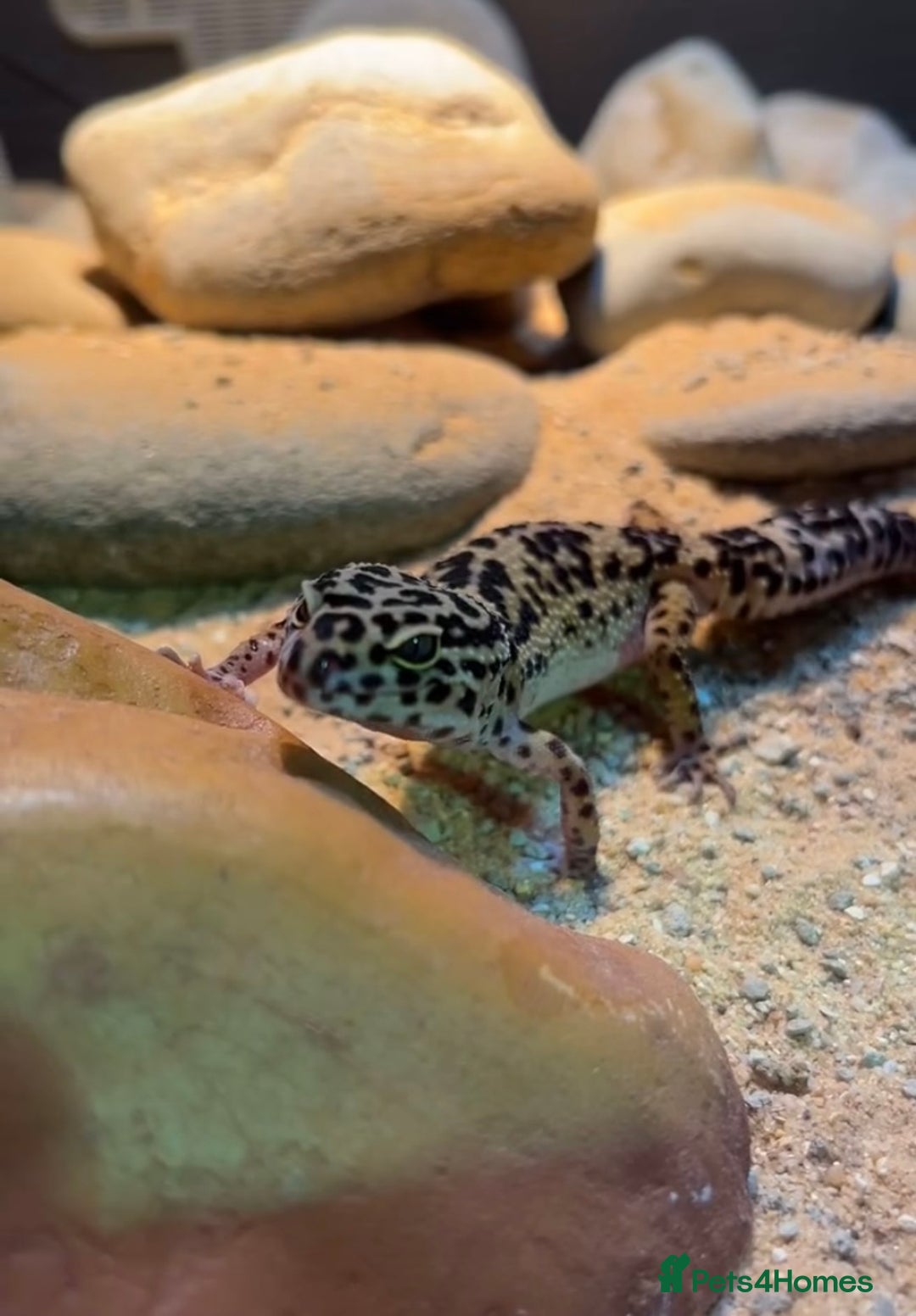 Leopard Gecko reptiles for sale: Leopard Gecko and Vivarium. - Image 1