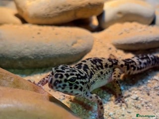 Leopard Gecko reptiles - Advert 5