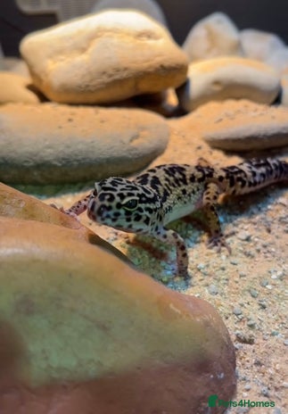 Leopard Gecko reptiles - Advert 5