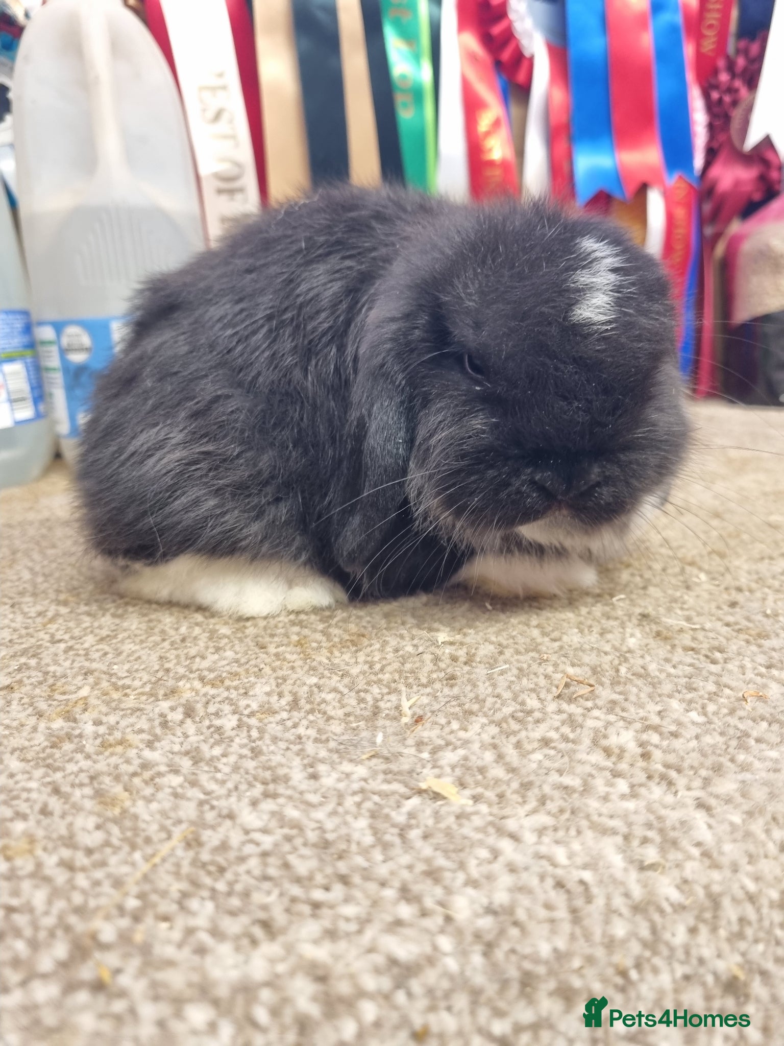 Mini Lop rabbits Gorgeous mini lops babies - Advert 1