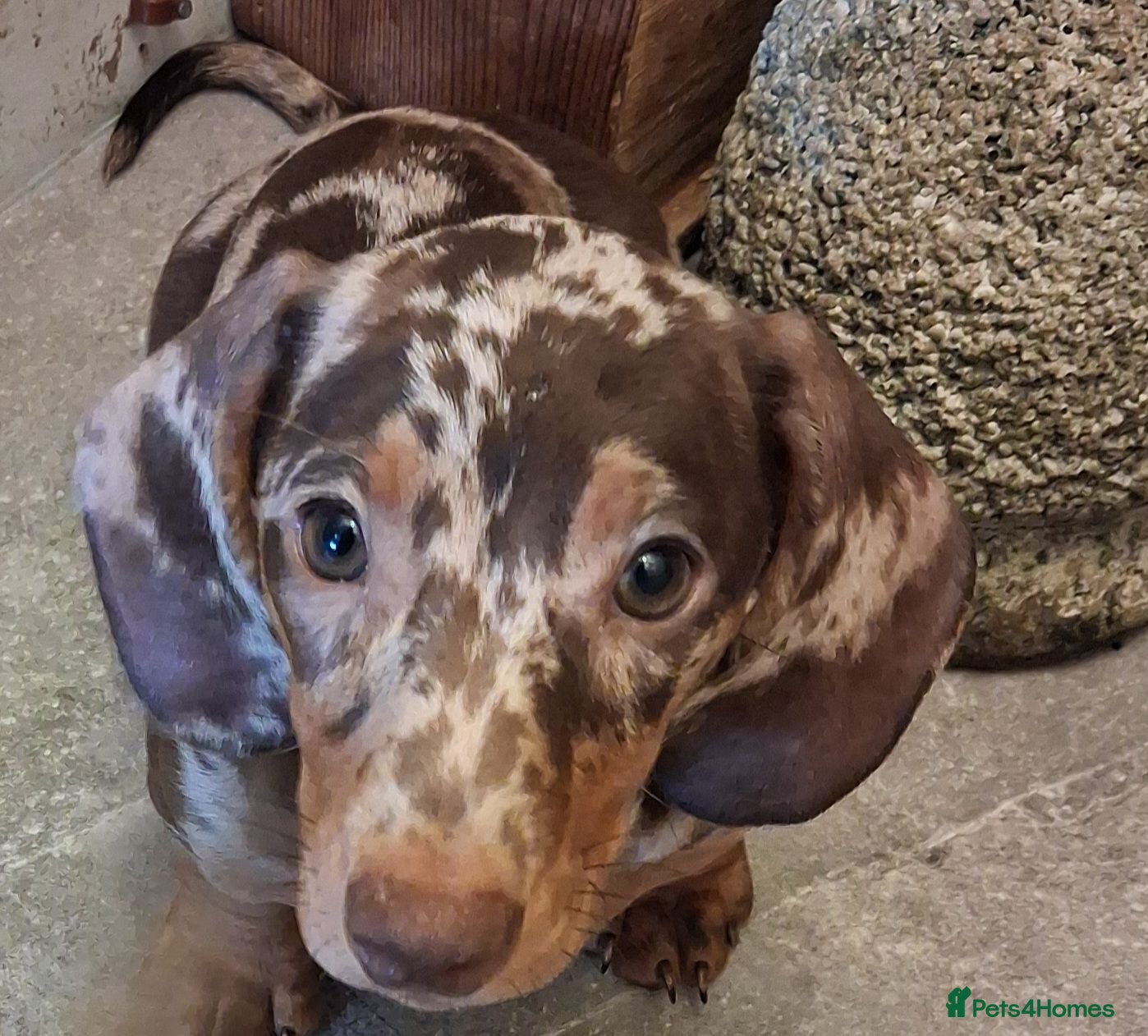 Miniature Dachshund dogs Last Minature daschund puppy  - Advert 18