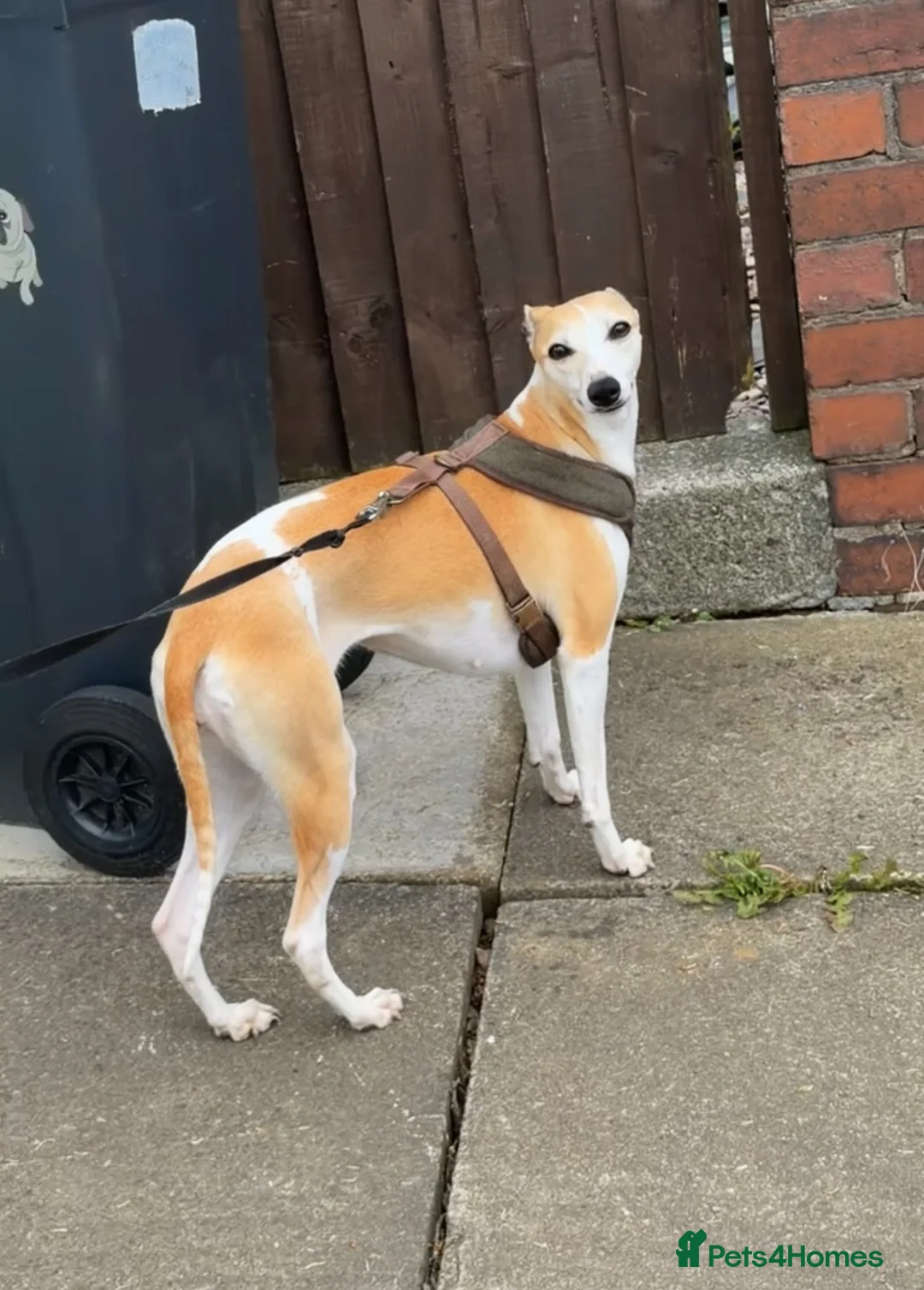 Italian Greyhound dogs for sale: 5 STUNNING WIGGYS - Advert 2