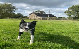 Border Collie dogs for sale: Lovley border collie - Image 5