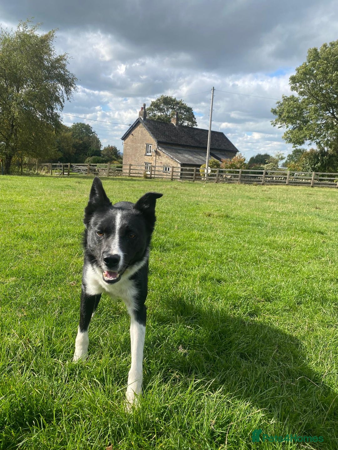 Border Collie dogs for sale: Lovley border collie - Image 5