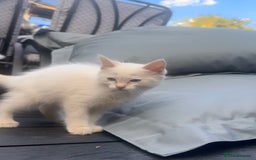 Ragdoll cats for sale: Ragdoll kitten  - Image 18