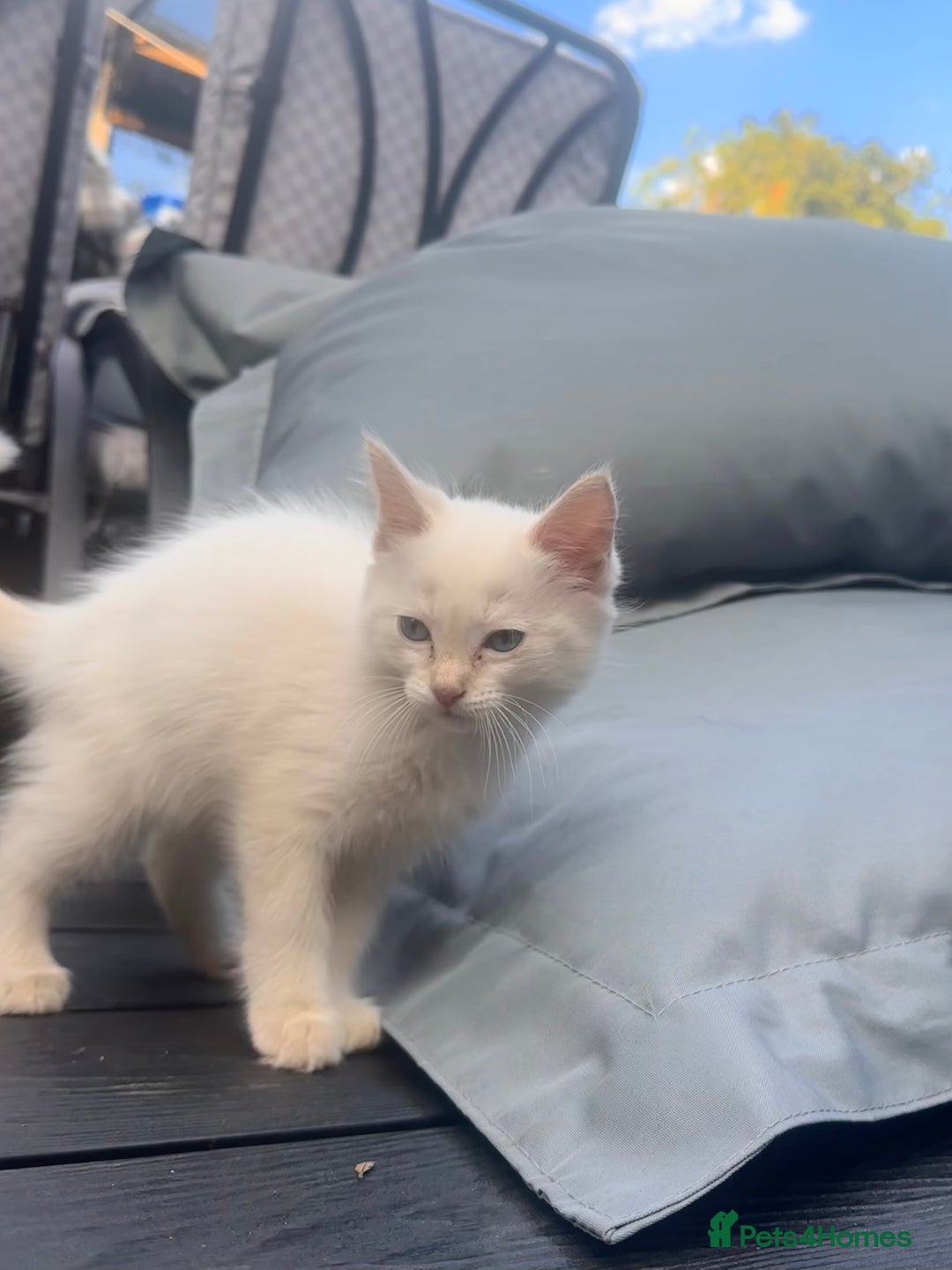 Ragdoll cats for sale: Ragdoll kitten  - Image 18
