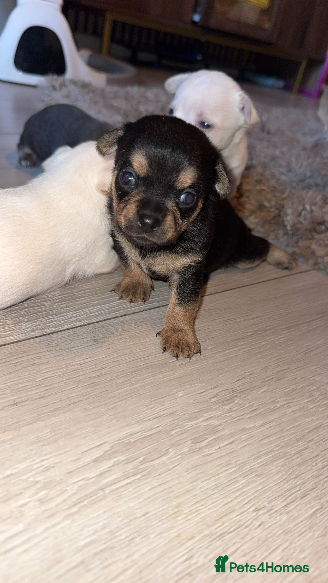 Chihuahua dogs for sale: Chihuahua puppies  - Advert 3