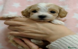 Maltipoo dogs for sale: Wait List Open F1 Genuine Toy Maltipoo - Image 9
