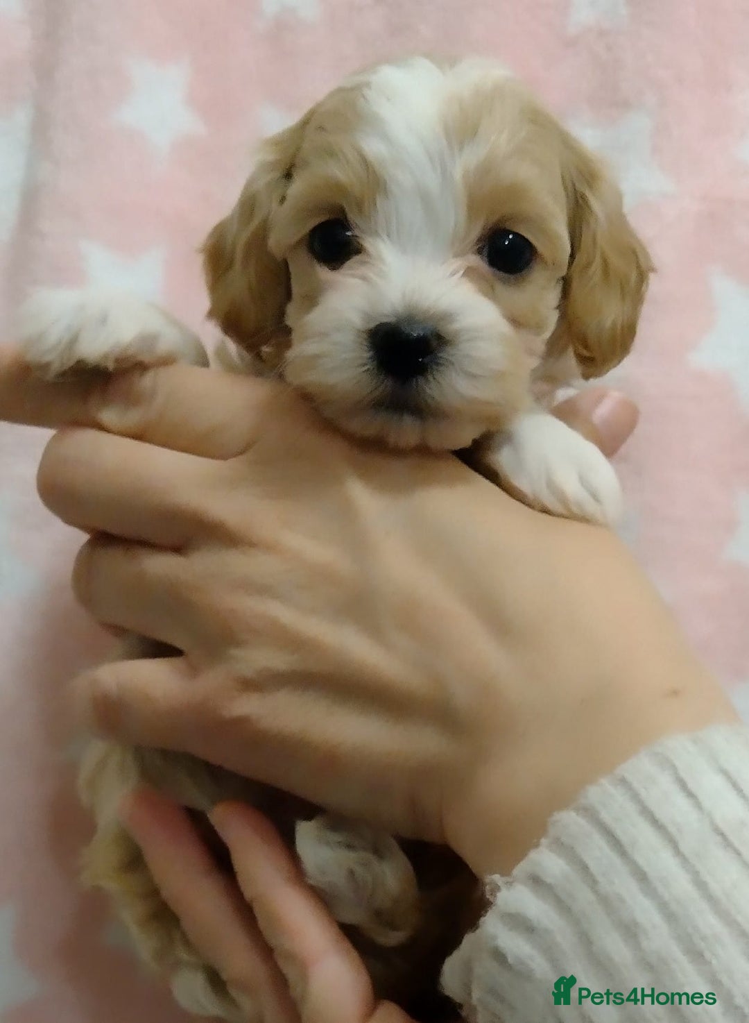 Maltipoo dogs for sale: Wait List Open F1 Genuine Toy Maltipoo - Image 9