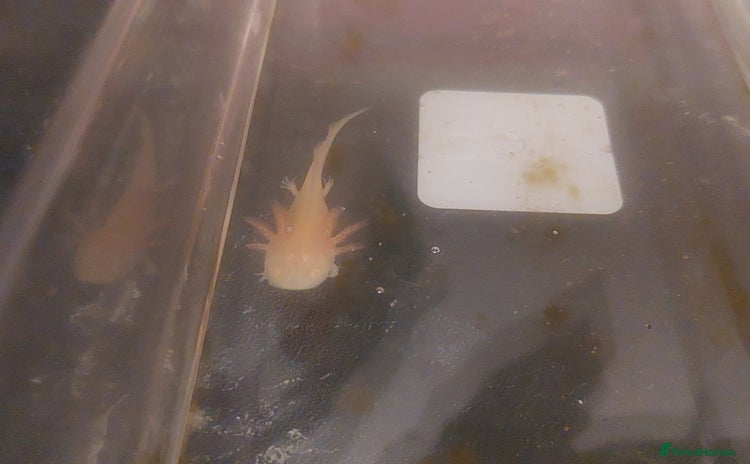 Axolotl reptiles - Advert 4