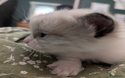 Ragdoll cats for sale: ragdoll kittens (only 1 boy left main picture) - Image 19