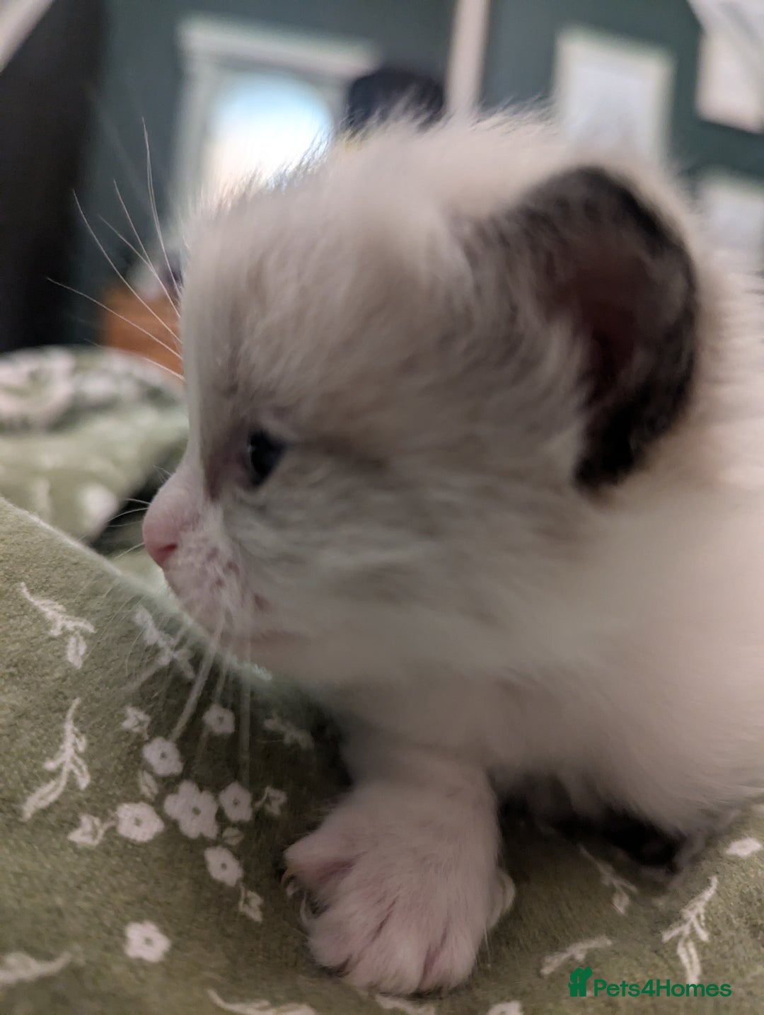Ragdoll cats for sale: ragdoll kittens (only 1 boy left main picture) - Image 19