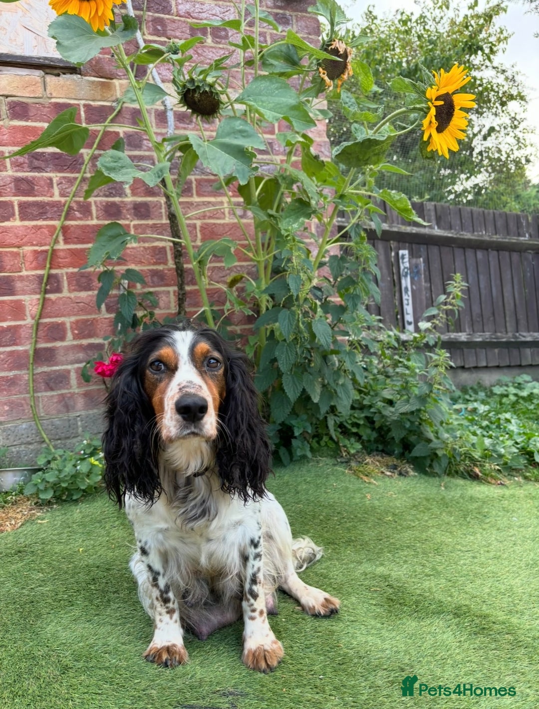 Sprocker dogs for sale: 🧡 Sprocker Puppies 💛 - Image 21