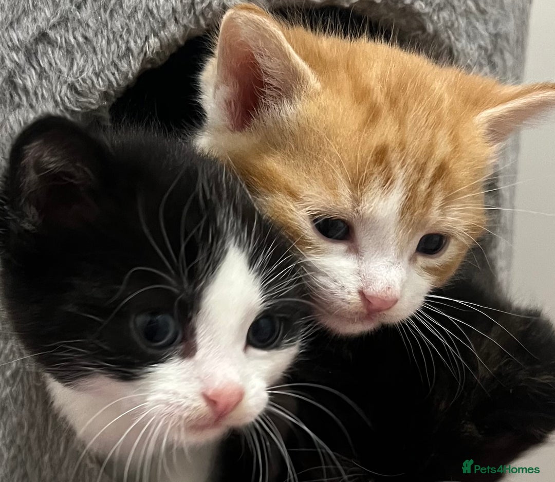 Mixed Breed cats for sale: A Surprise Litter. Dot’s first and last!  - Advert 18