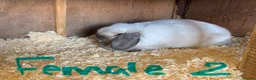 Mini Lop rabbits for sale: MALE AND FEMALE MINI LOPS ADULTS  - Advert 3