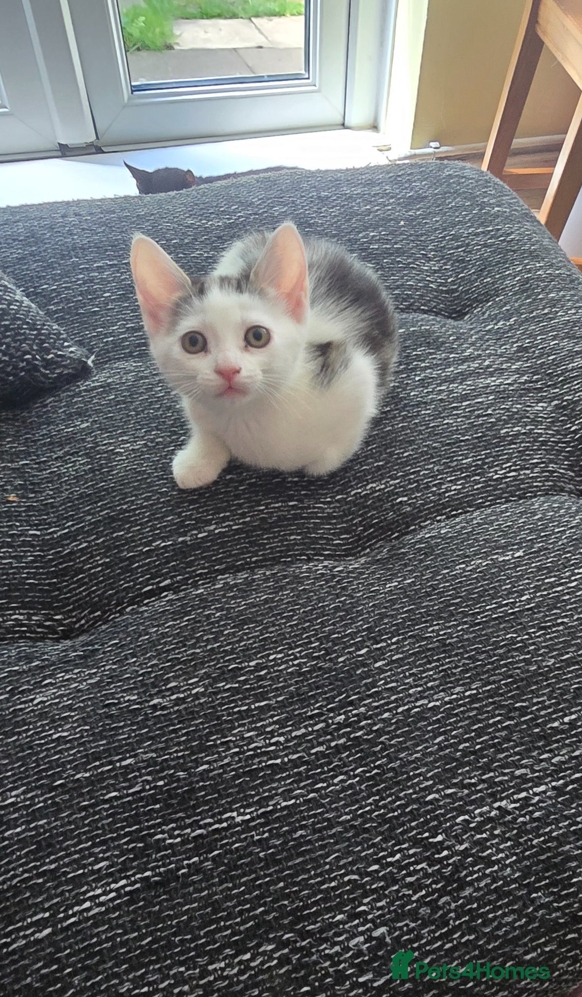 Mixed Breed cats 1 kitten available  - Advert 13