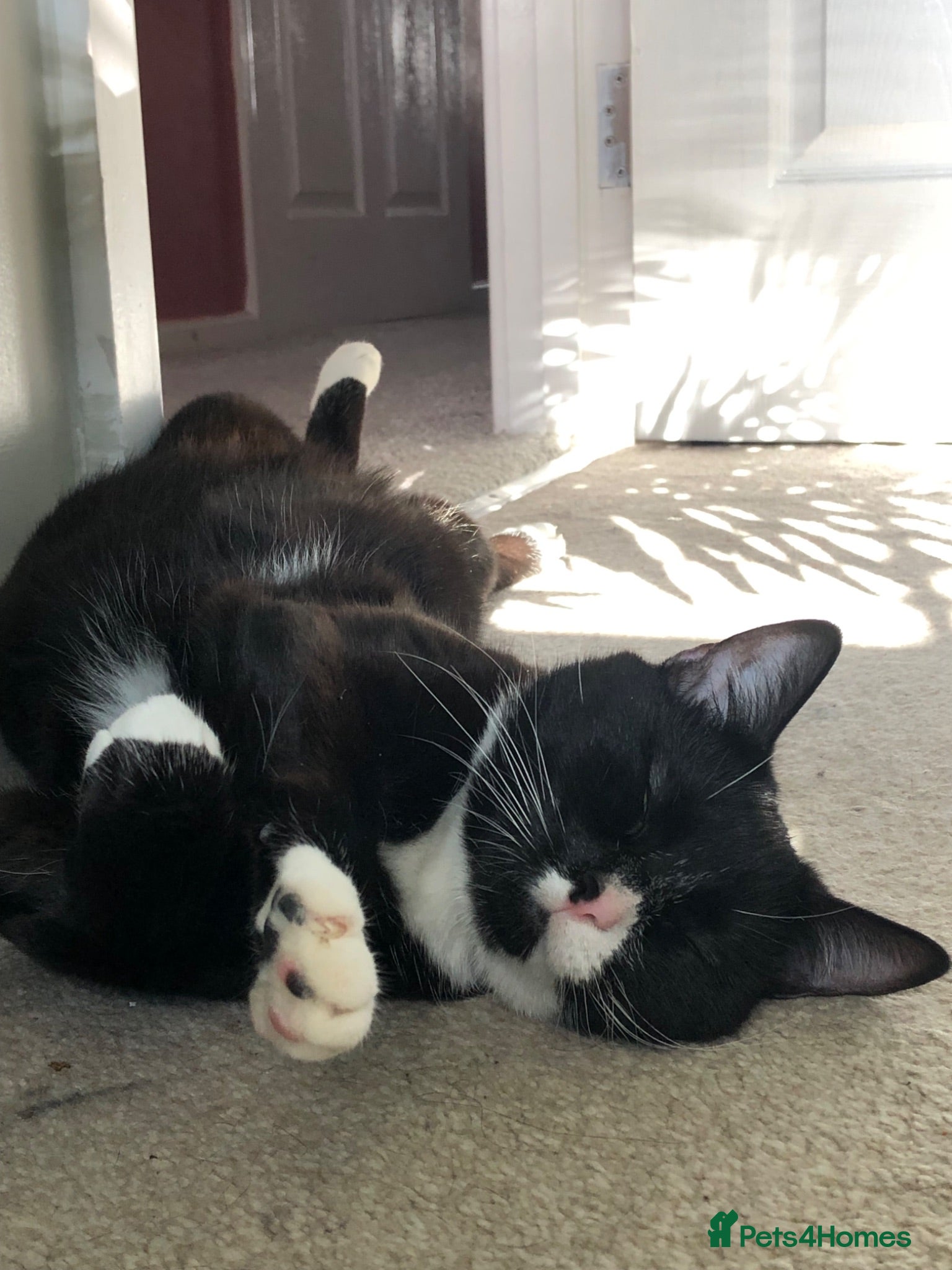 Mixed Breed cats 3 year old tuxedo female cat  - Advert 9