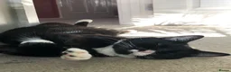 Mixed Breed cats for sale: 3 year old tuxedo female cat  - Advert 1