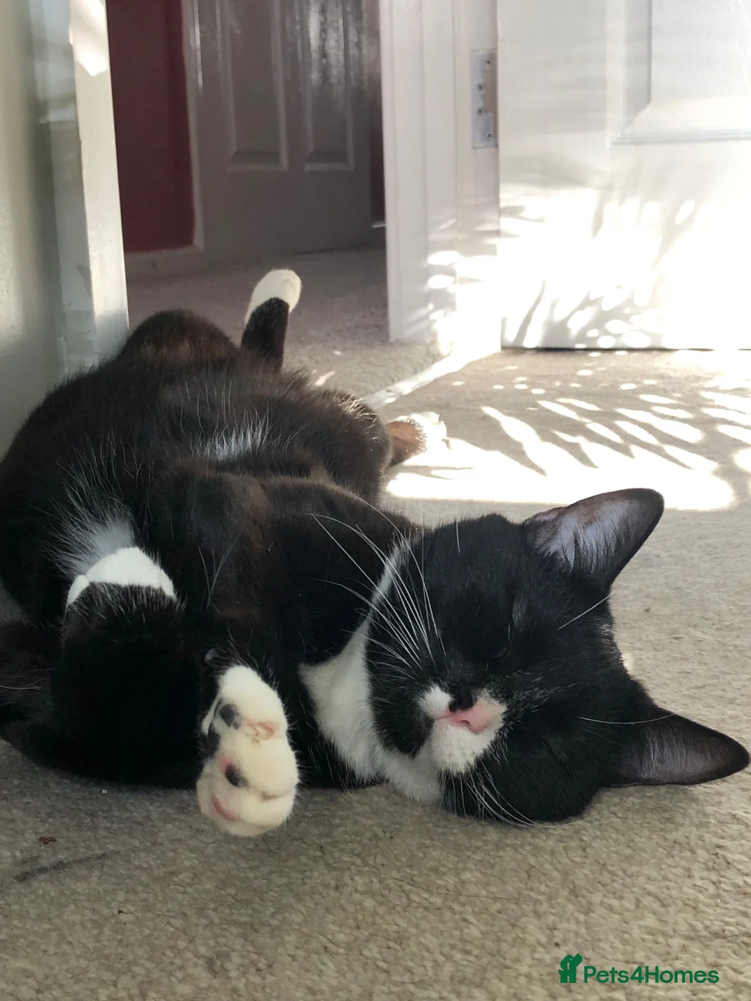 Mixed Breed cats for sale: 3 year old tuxedo female cat  - Advert 1