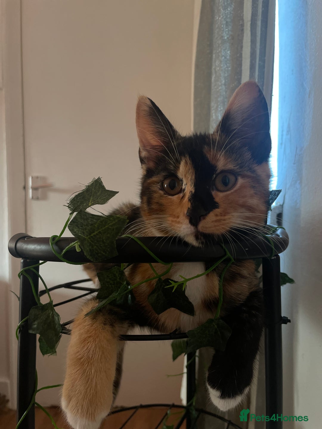 British Shorthair cats for sale: 2 Beautiful female Kittens - Image 3