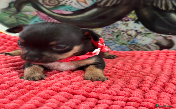 Chihuahua dogs - Advert 13