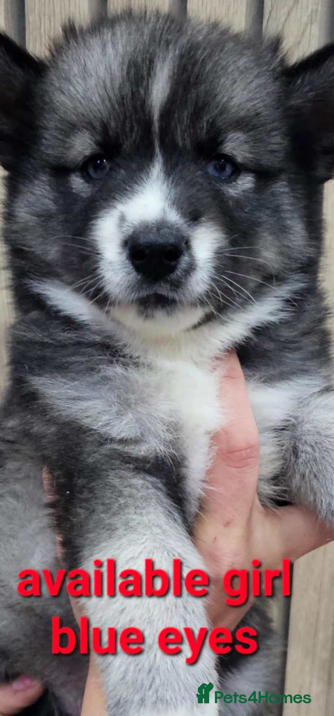 Siberian Husky dogs for sale: ready to go Wooly Siberian Husky - Image 17