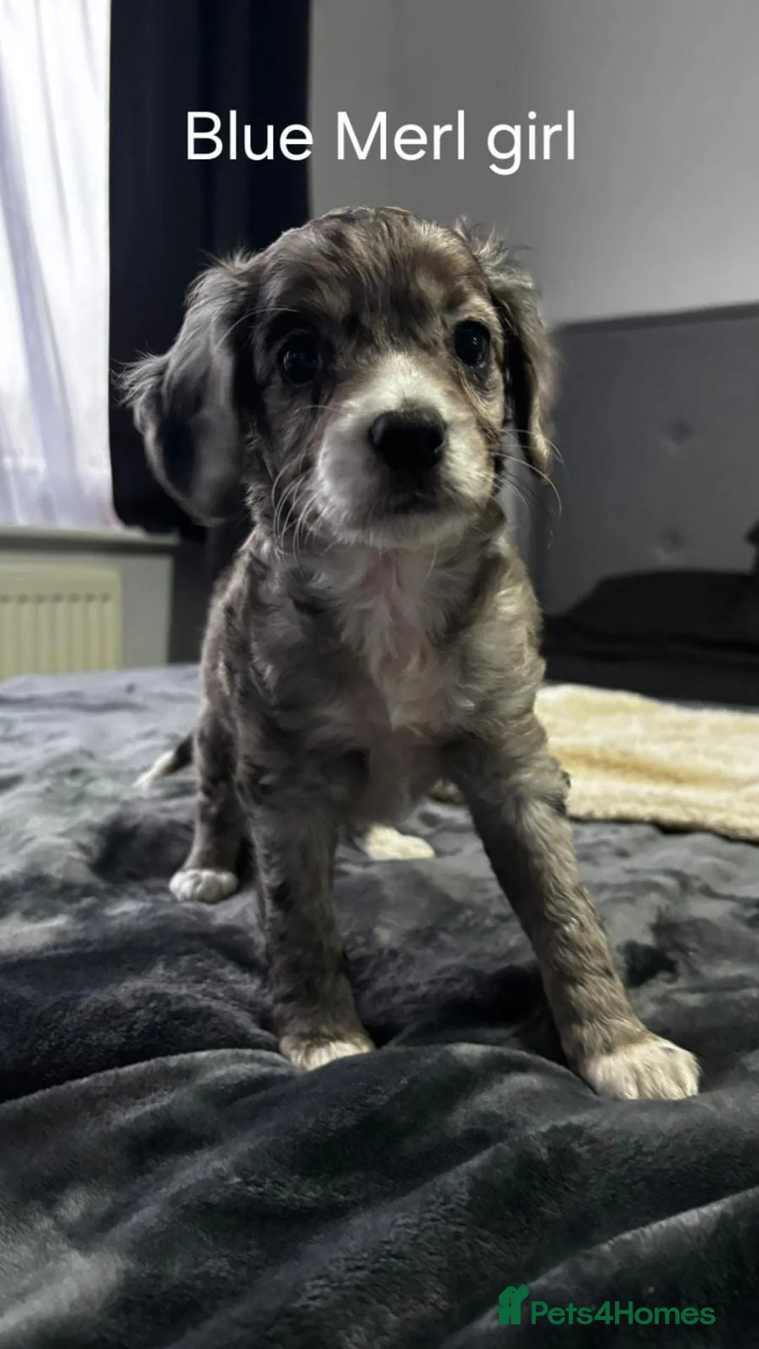 Cockapoo dogs for sale: F2 Cockapoo puppies  - Advert 6