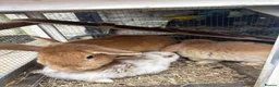 Mixed Breed rabbits for sale: Baby rabbits and mother and father for sale  in Daventry - Advert 8
