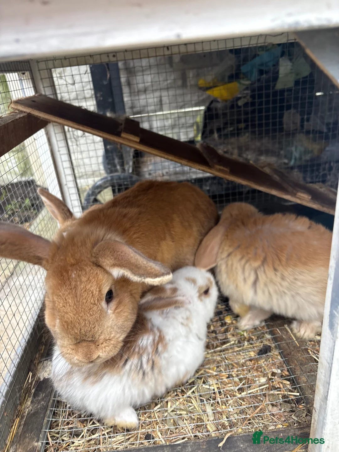 Mixed Breed rabbits for sale: Baby rabbits and mother and father for sale  in Daventry - Advert 8