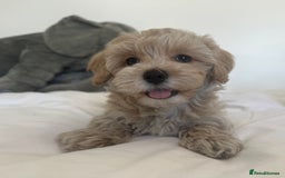 Maltipoo dogs for sale: **CHAMPION MALTIPOOS* HEALTH TESTED PARENTS** - Image 3