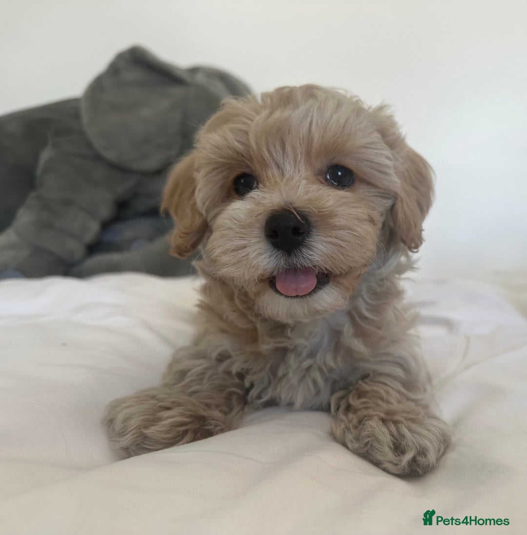 Maltipoo dogs for sale: **CHAMPION MALTIPOOS* HEALTH TESTED PARENTS** - Image 3