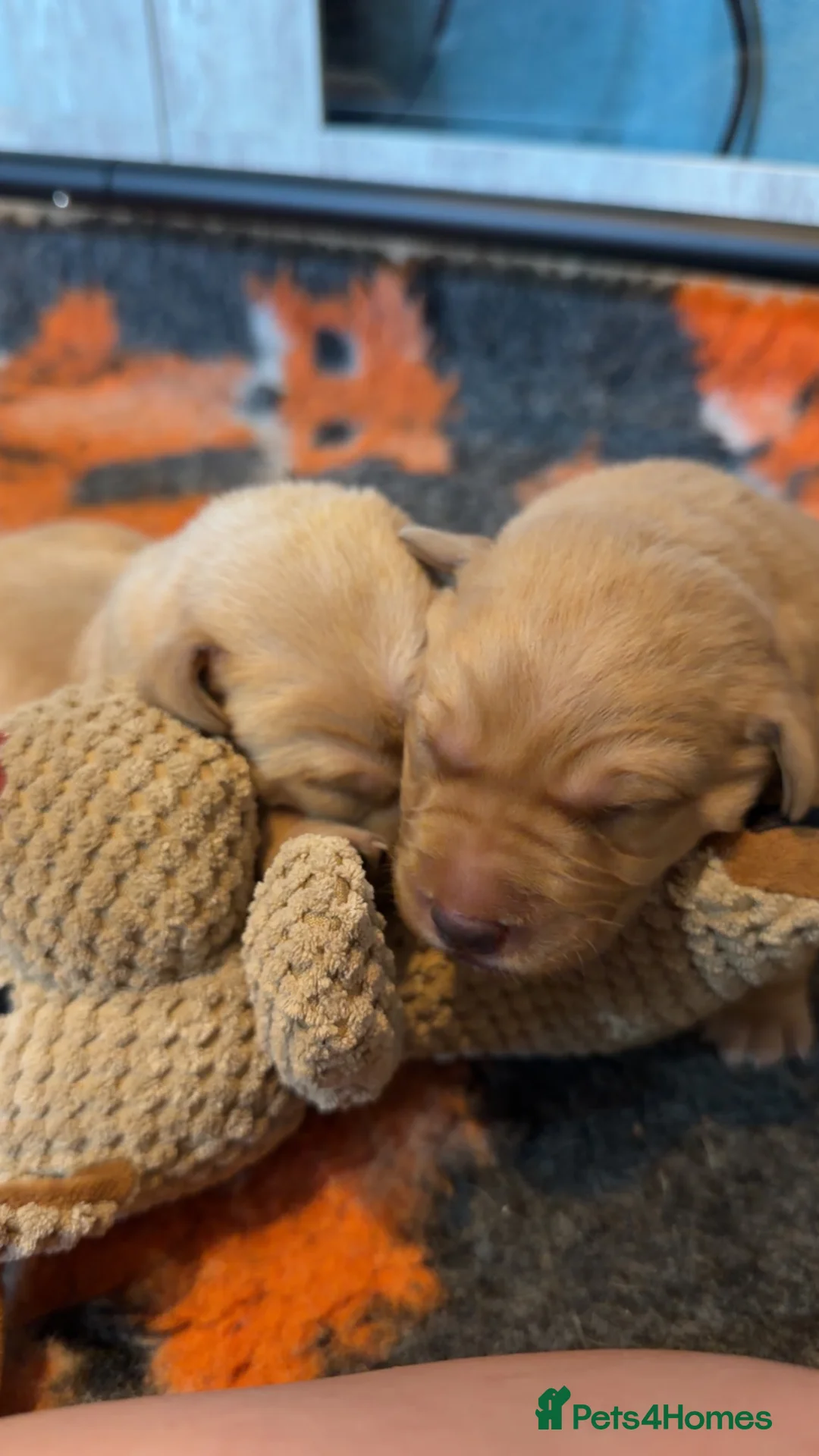 Labrador Retriever dogs for sale: Labrador puppies in Stockbridge - Advert 12